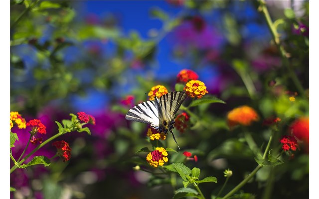 Porto Zante Villas and Spa 