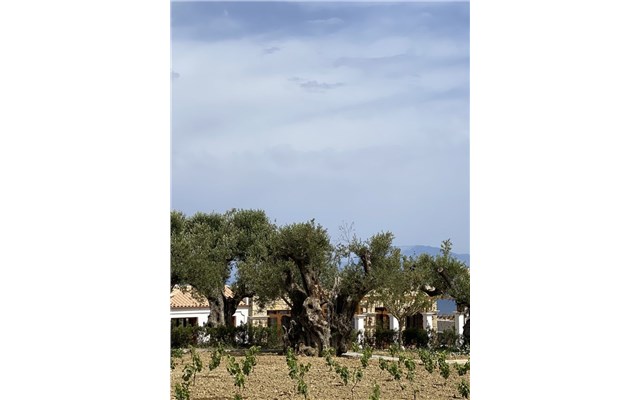 lesante cape resort & villas zakynthos Lesante Cape Resort and Villas