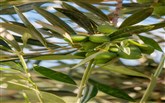  Messinian Nest