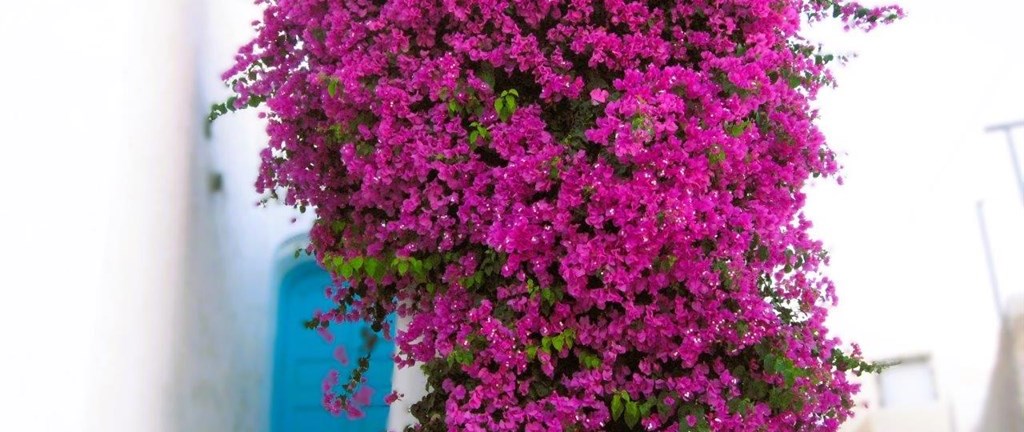 Parga