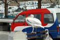 Ostrov Mykonos - pelikán, maskot ostrova