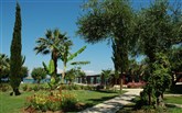  Delfinia