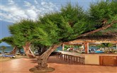Aqua Marine Beach Bar Out of the Blue Capsis Elite Resort / Oasis Bungalows / Classic collection