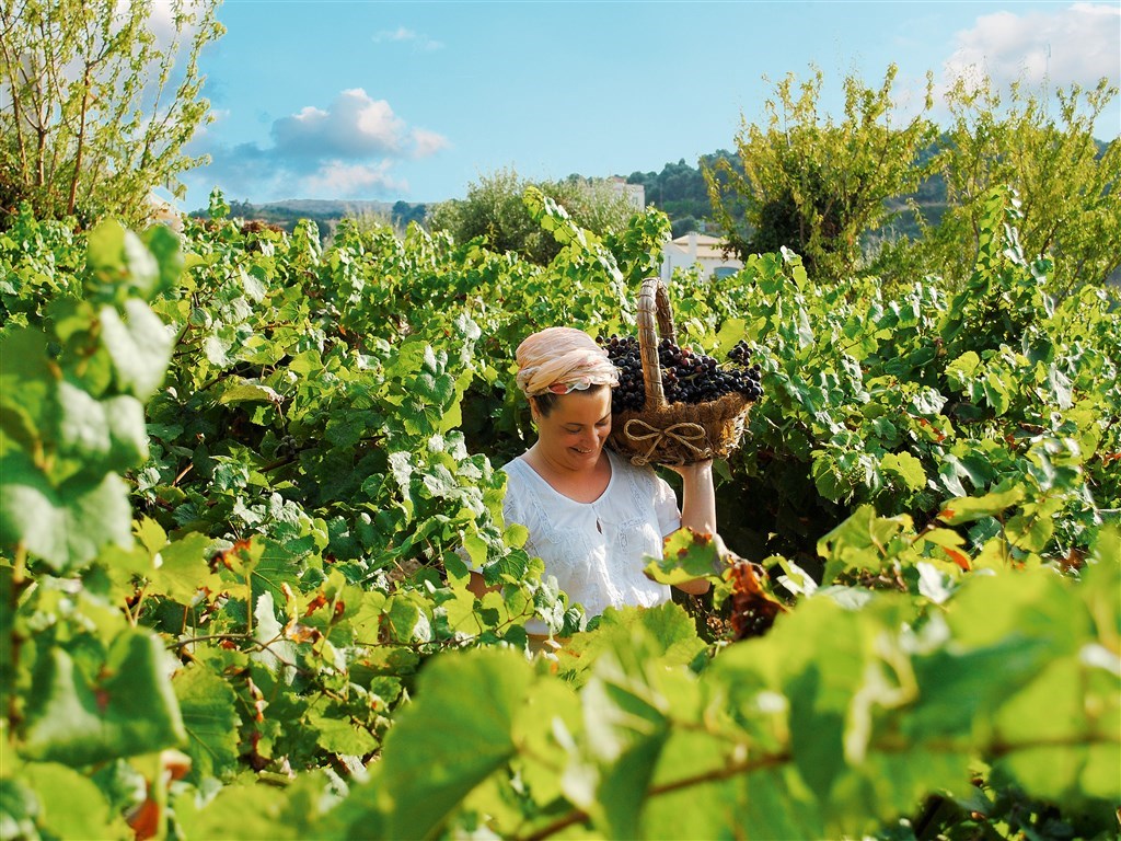 Řecké víno a vinařské oblasti Řecka: průvodce od Kréty po Samos